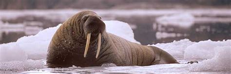 walrus senses